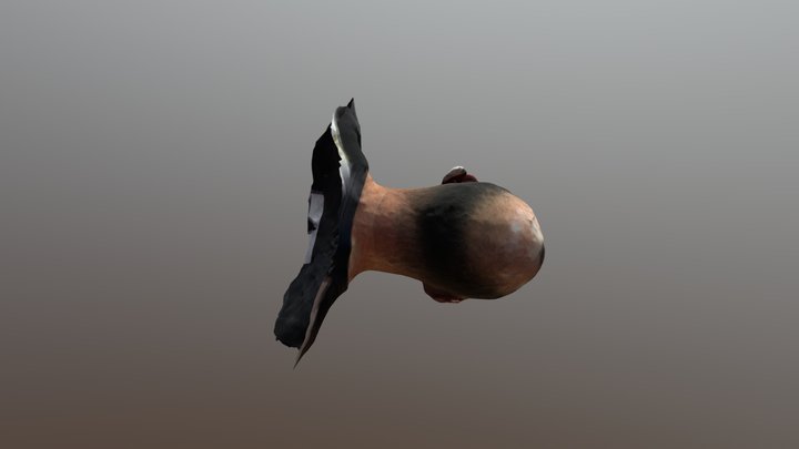 Adamshead1 3D Model