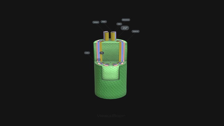 dicot-stem 3D Model