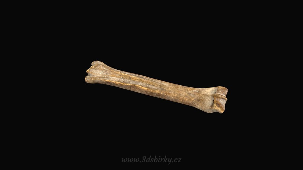 Bone tool – skate / Kostěný nástroj – brusle — Sketchfab embed 3D viewer