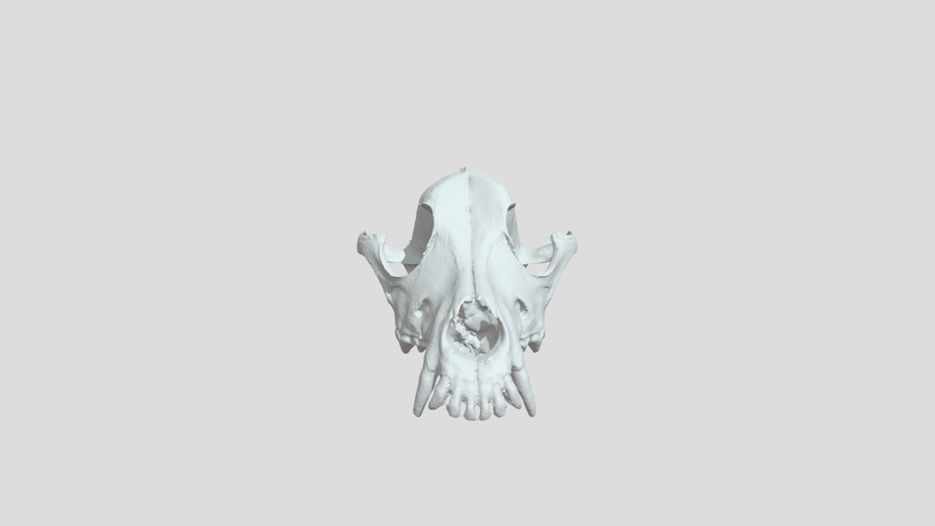 Dog Skull - 3D model by lkoungoulos [fe9a006] - Sketchfab