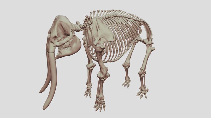 Sumatran Elephant Skeleton 3D Model