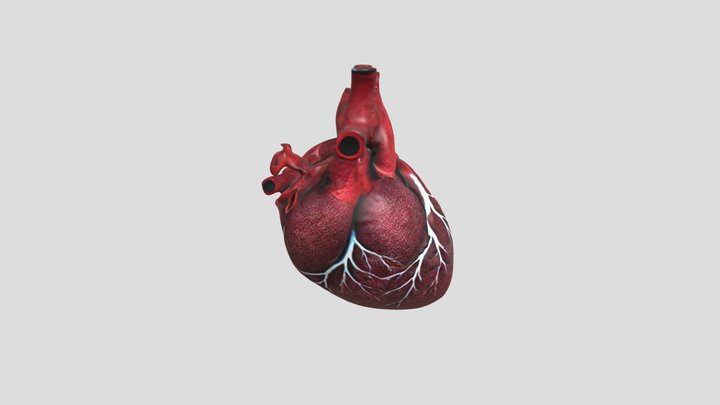 human_heart__photo 3D Model