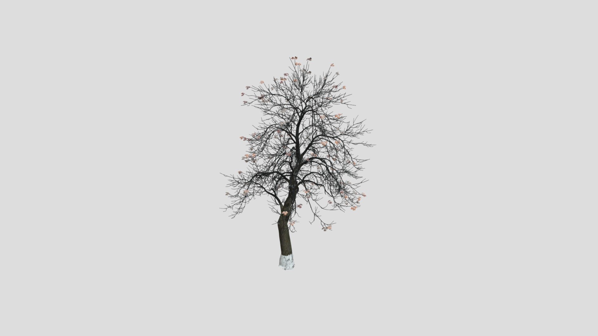 Chestnut 53 AM258 Archmodel - Buy Royalty Free 3D model by Evermotion ...