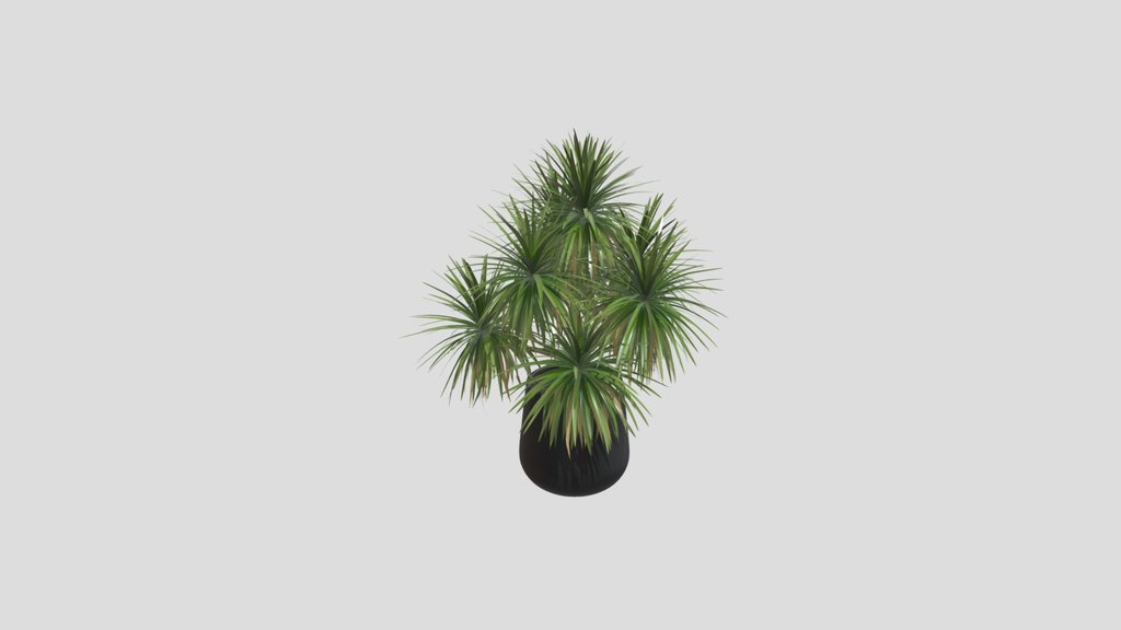 Indoor Dracaena Marginata
