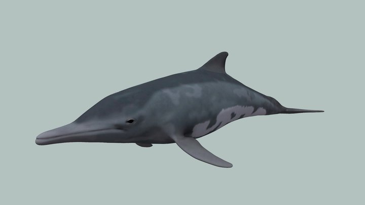 Steno dolphin 3D Model