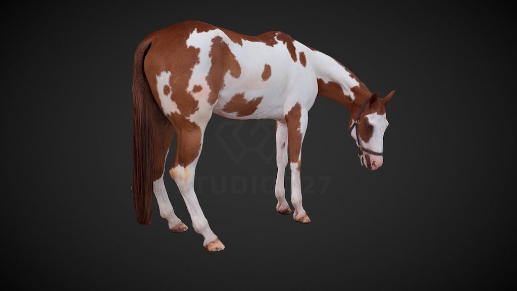 Horse - pose5