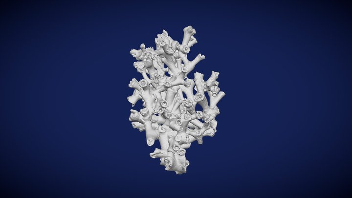 Desmophyllum pertusum - SaM 42861 3D Model