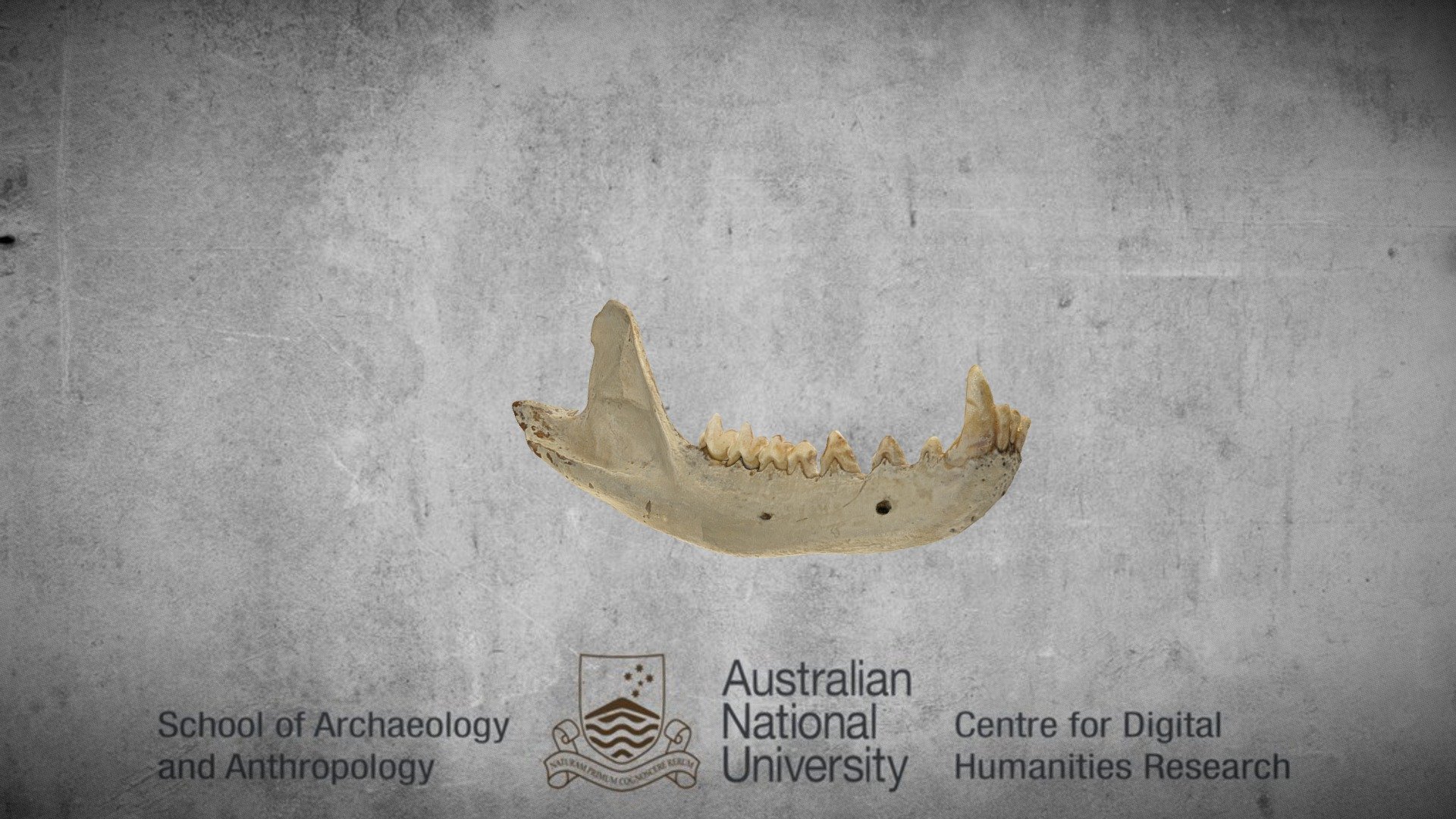 Tasmanian tiger jaw - annotated — Sketchfab embed 3D viewer