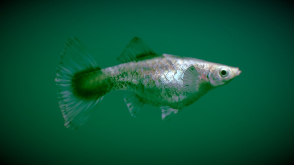 Guppy ♀