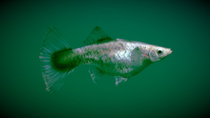 Guppy ♀ – Gratis 3D-model STL