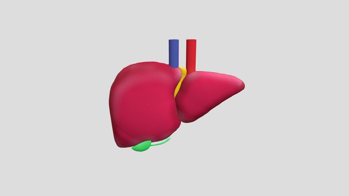 Liver 3D Model