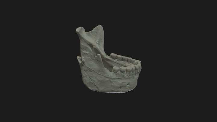 Homo neanderthalensis Mandible 3D Model