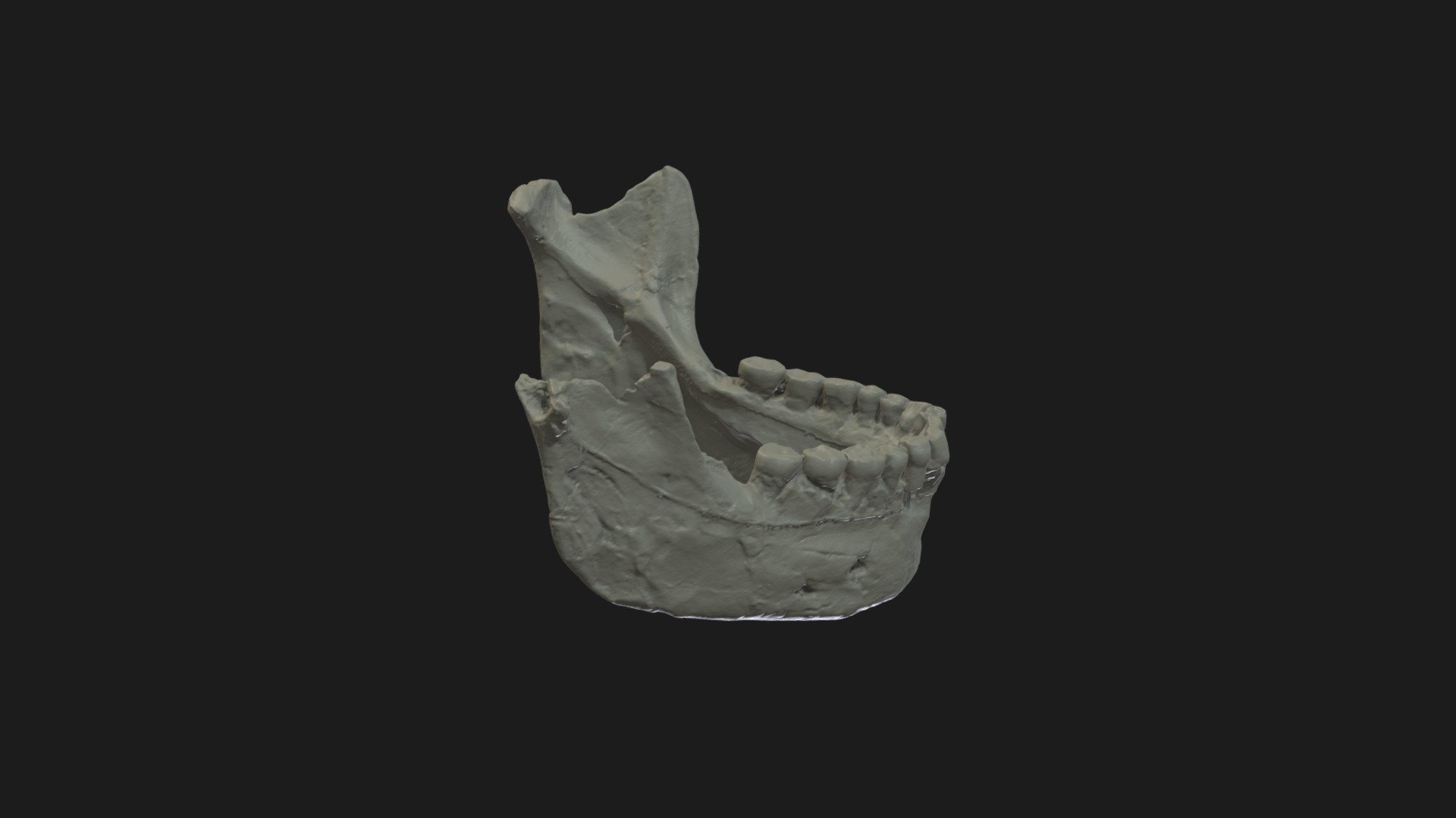 Homo neanderthalensis Mandible