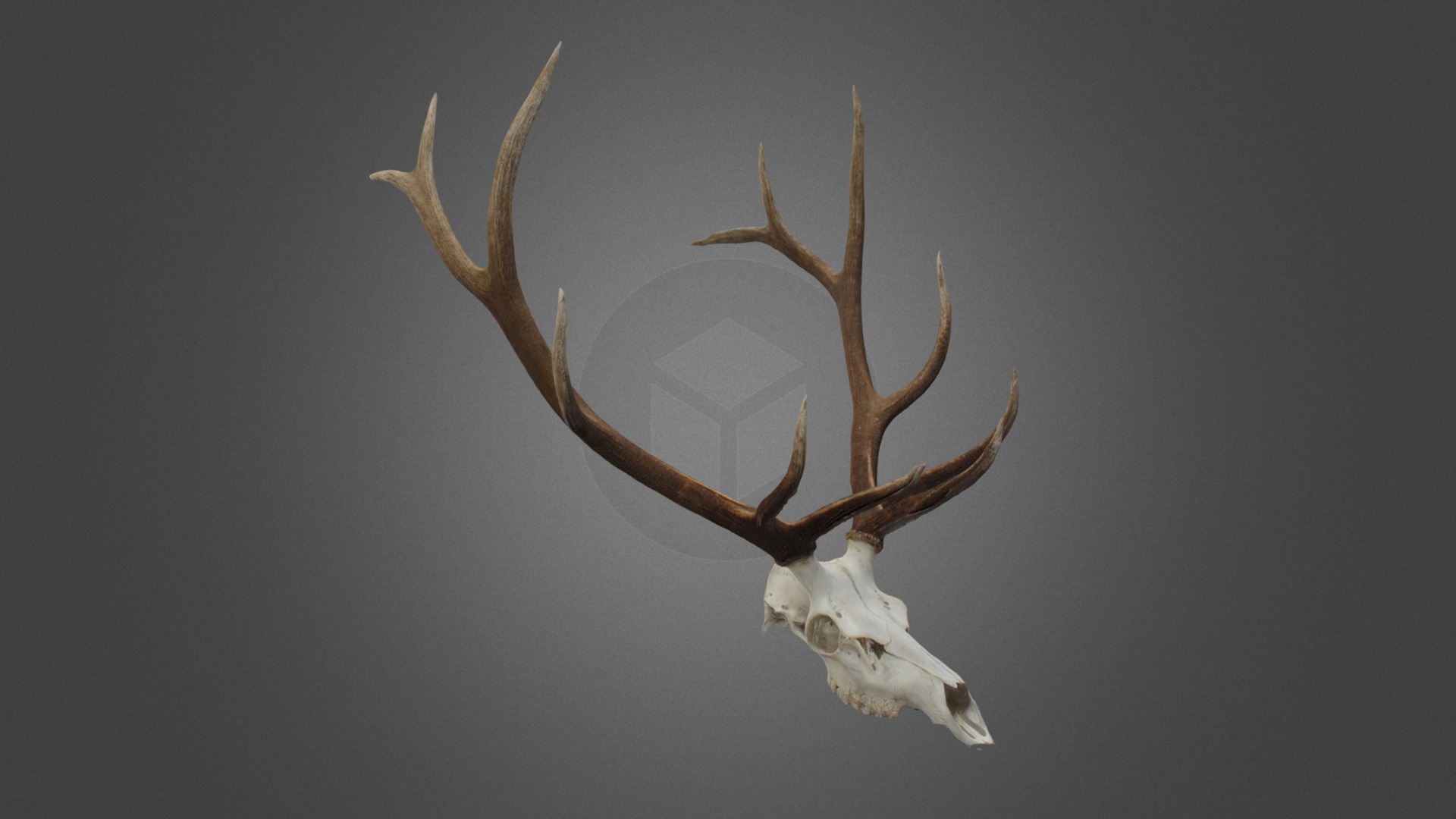 3D model John Bishop- Rocky Mountain Bull Elk - This is a 3D model of the John Bishop- Rocky Mountain Bull Elk. The 3D model is about a reindeer head with antlers.