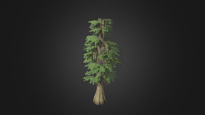 Bald Cypress 3D Model