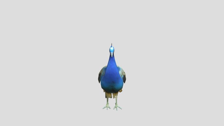 peacock paradise MERAK 3D Model