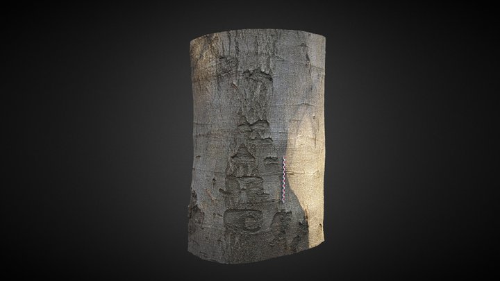 Arbre 9, Lillebonne, Normandie 3D Model