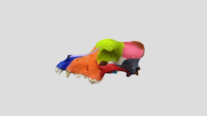 Huesos de la cabeza - Canino 3D Model