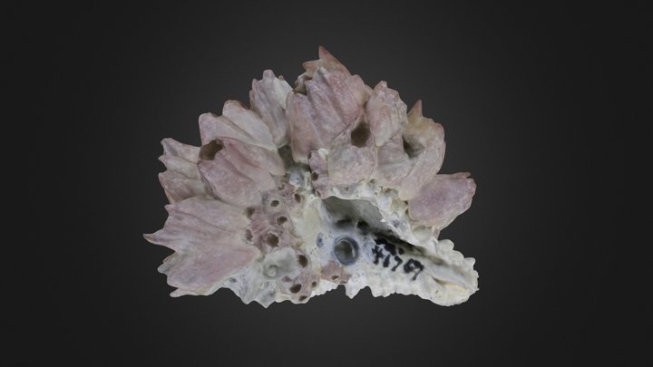 Crustaceans: Balanus sp. (PRI 71767) 3D Model