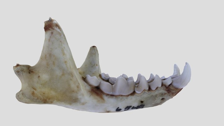 UWYMV:Mamm:6549, Spilogale gracilis, Mandible – Gratis 3D-model STL