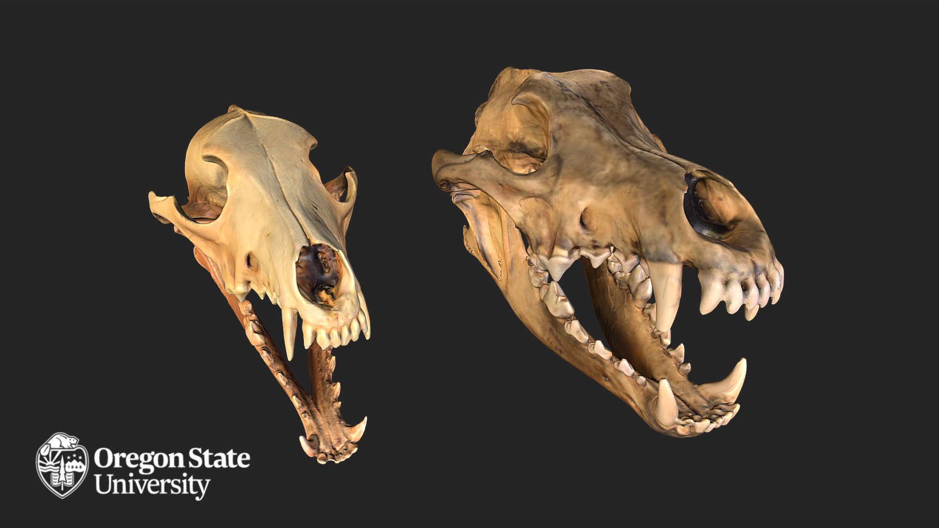 Wolf Coyote Combo