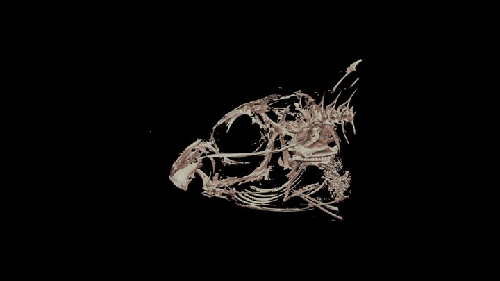 Scarus iseri skull 2 3D Model