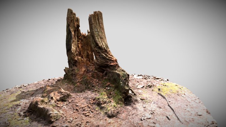 High Quality Split Tree Stump Scan 3D Model