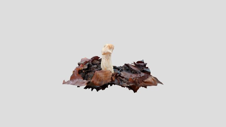 White Saddle – Modello 3D gratuito STL