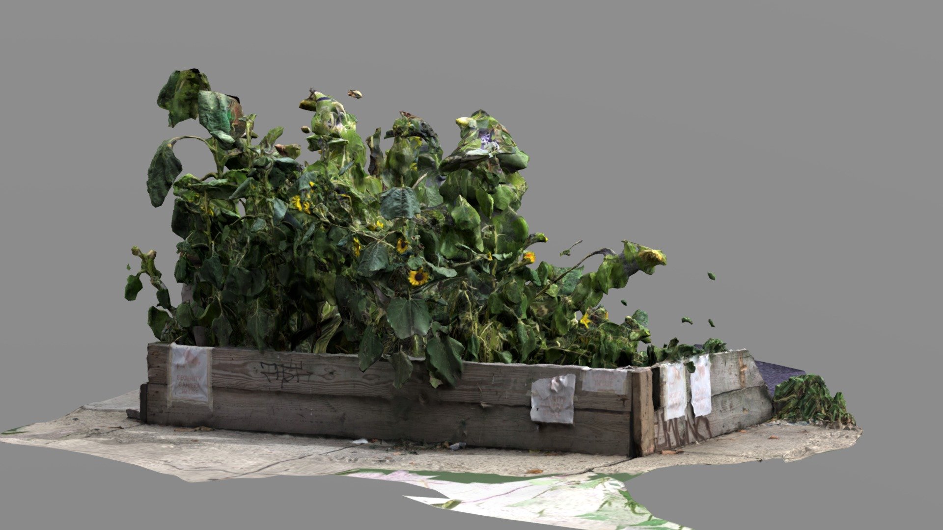 Sunflower Bed