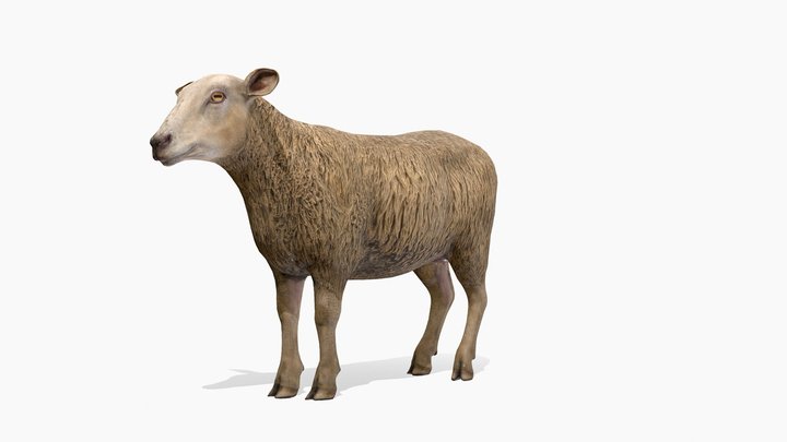 Sheep Animations 3D Model
