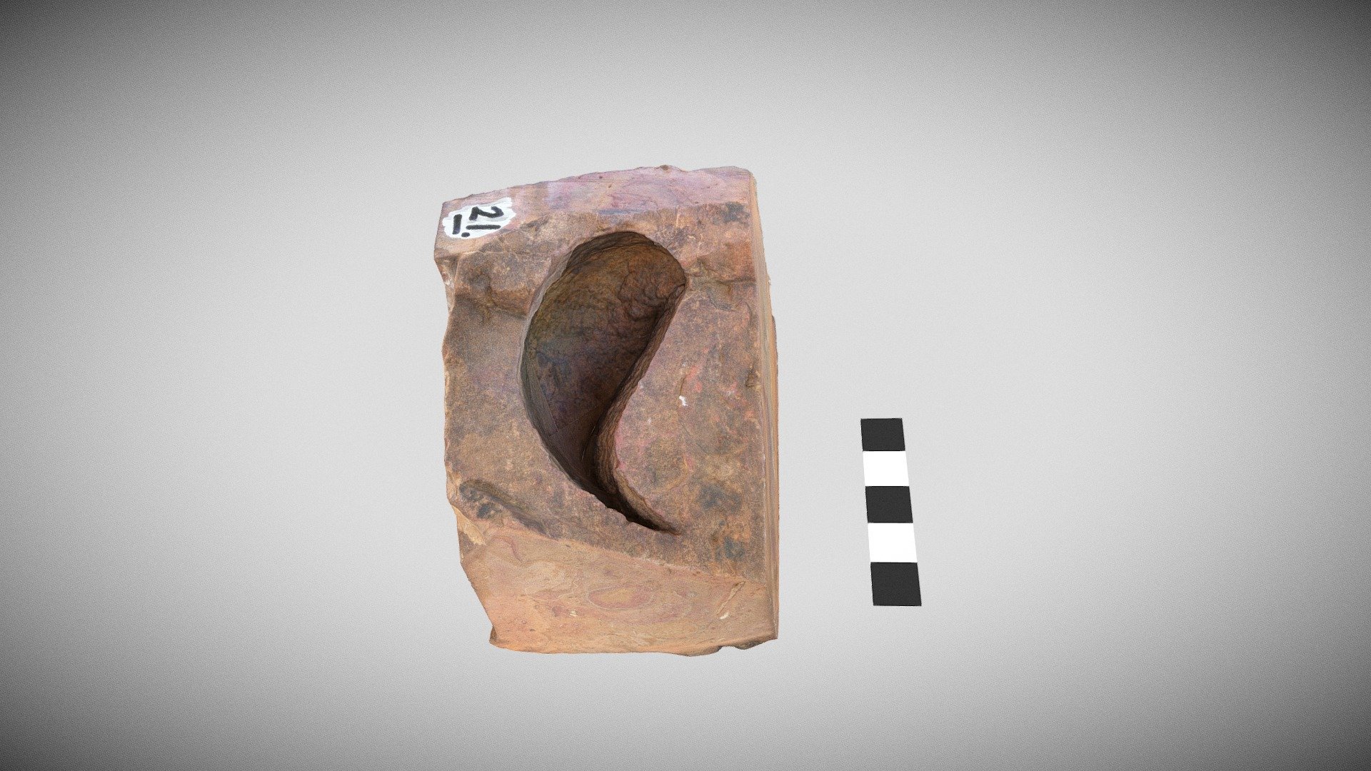 brachiopod mould