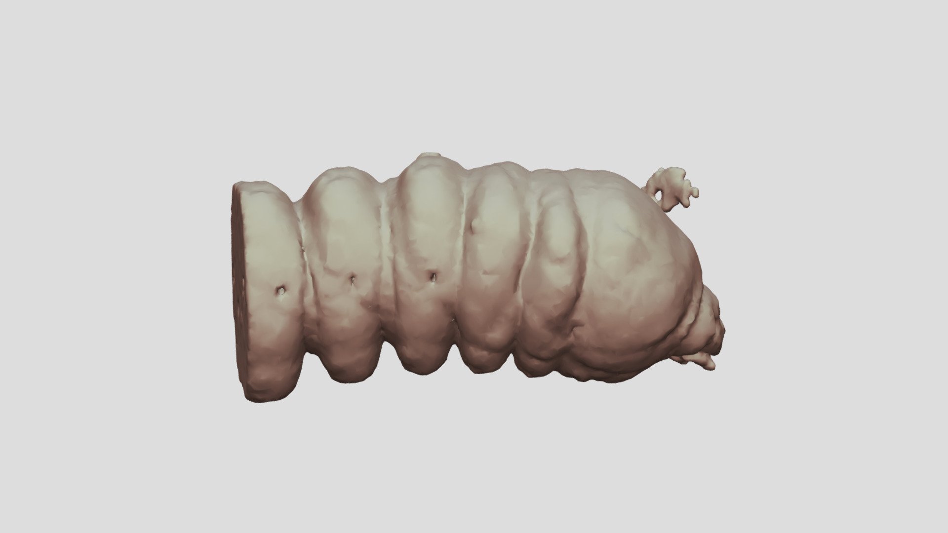 Cacosceles newmannii larva. Sample Nr19