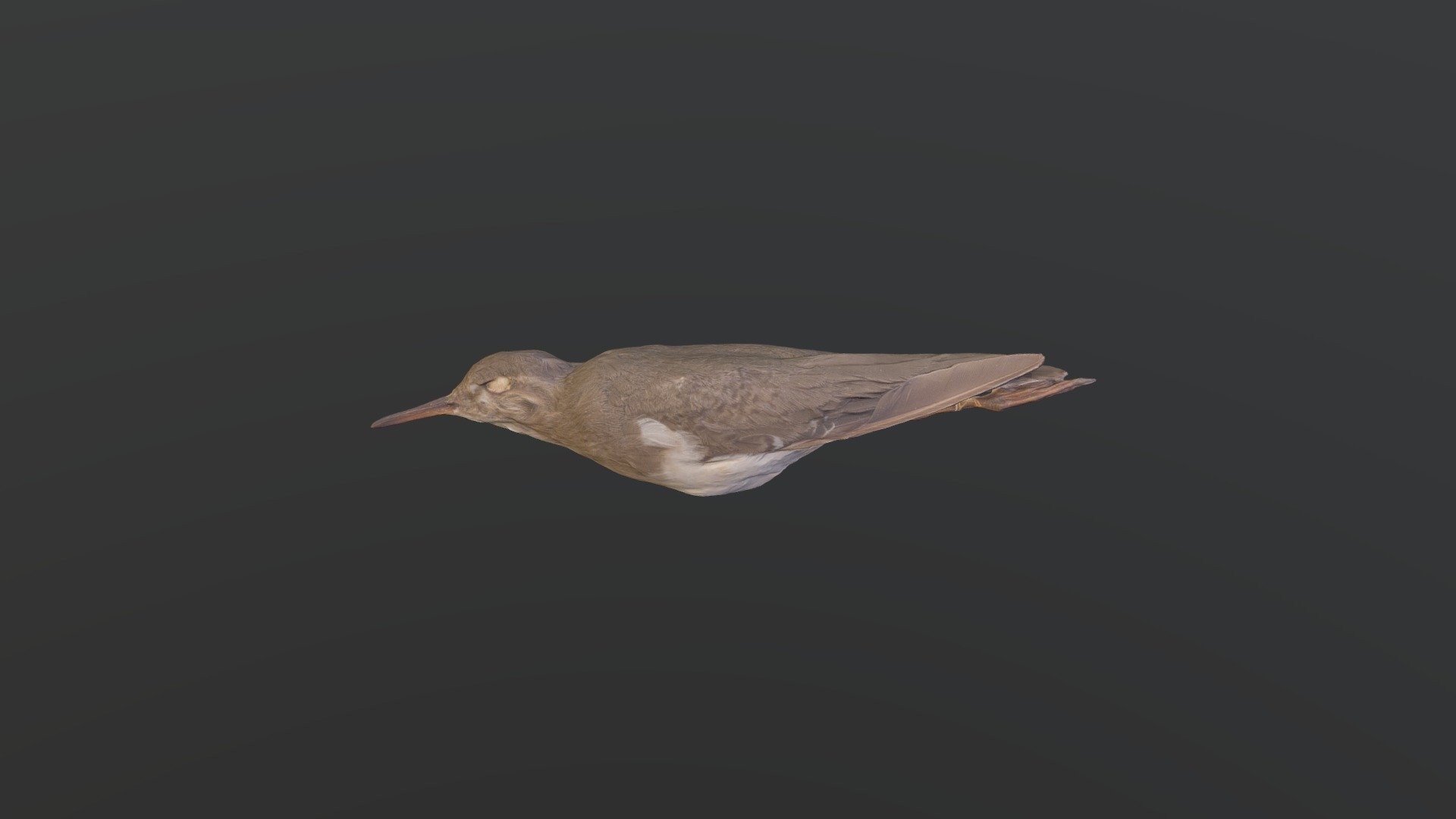 Spotted Sandpiper - Actitis macularius