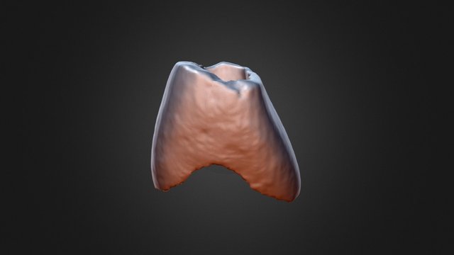 Anglo-Saxon Central Incisor Crown Surface 3D Model