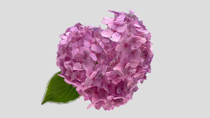 Hydrangea_pink_20220615 紫陽花(ピンク) 3D Model