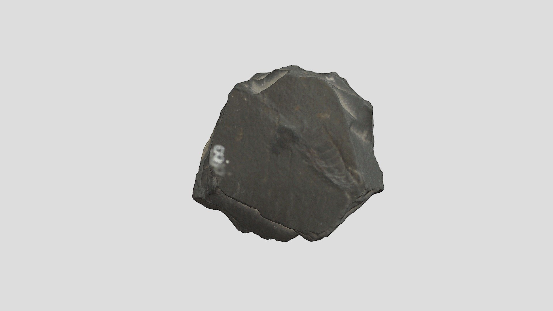 Cambrian Bristle Worm - Download Free 3D model by UIPaleoRepository ...