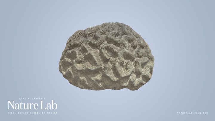Coral – Free 3D Model STL