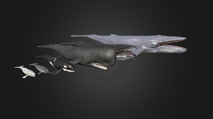 Whales pack 3D Model
