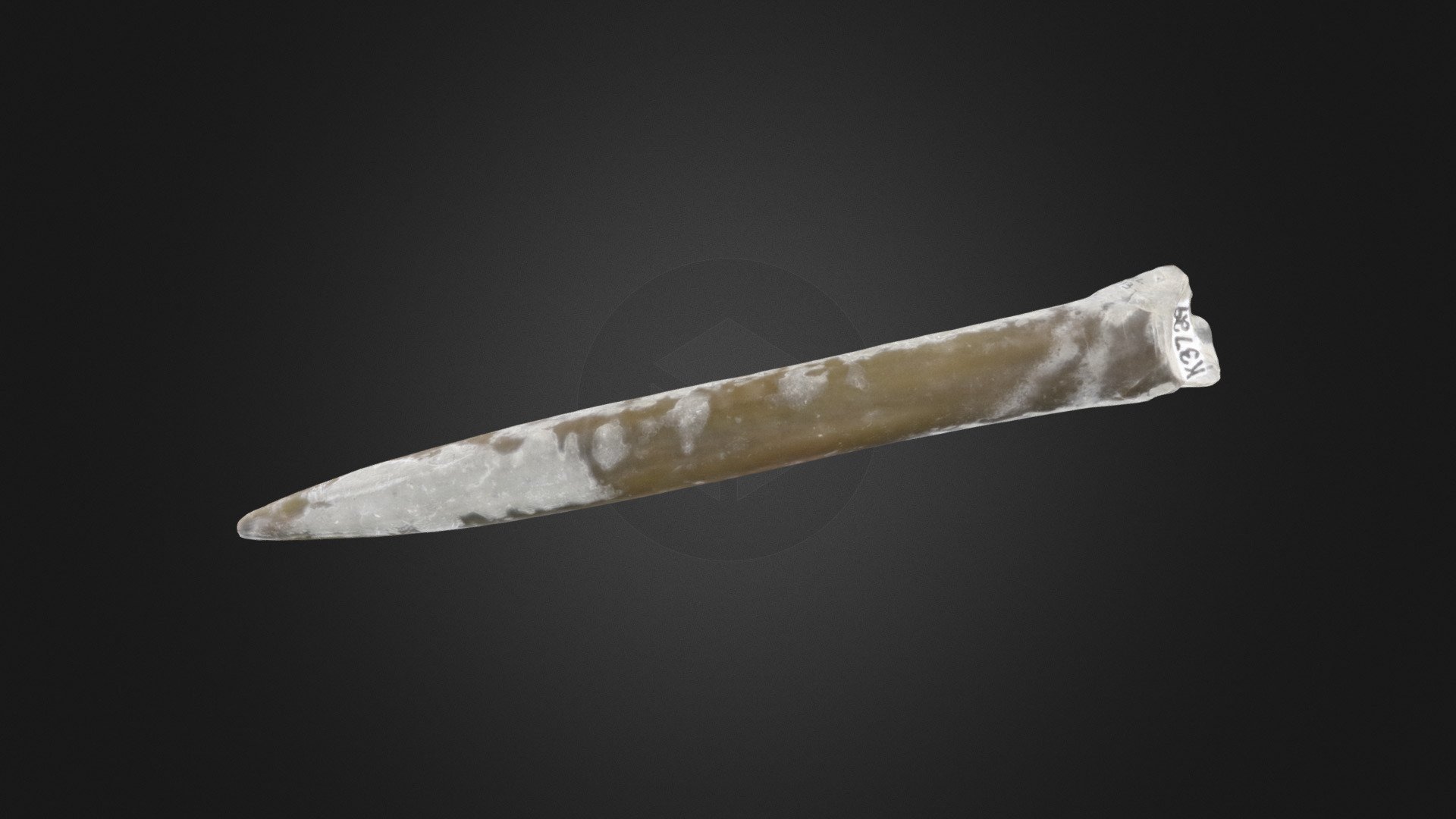 Cephalopod Belemnopsis Hastata PRI 43505 Download Free 3D Model By 