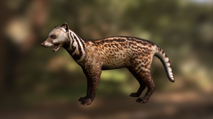 Malayan Civet 3D Model