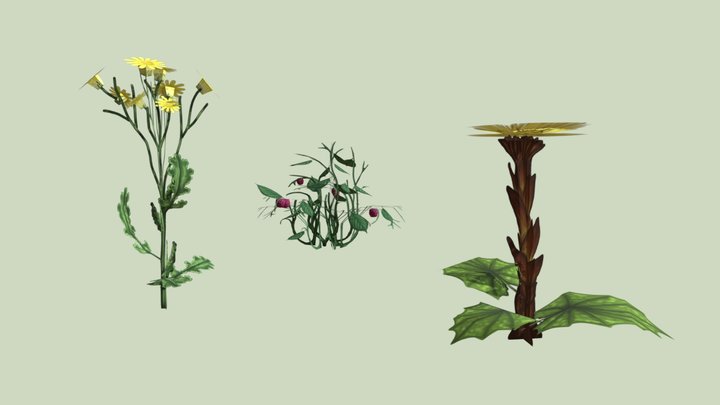 Groundsel, Raspberry, Coltsfoot - healing plants