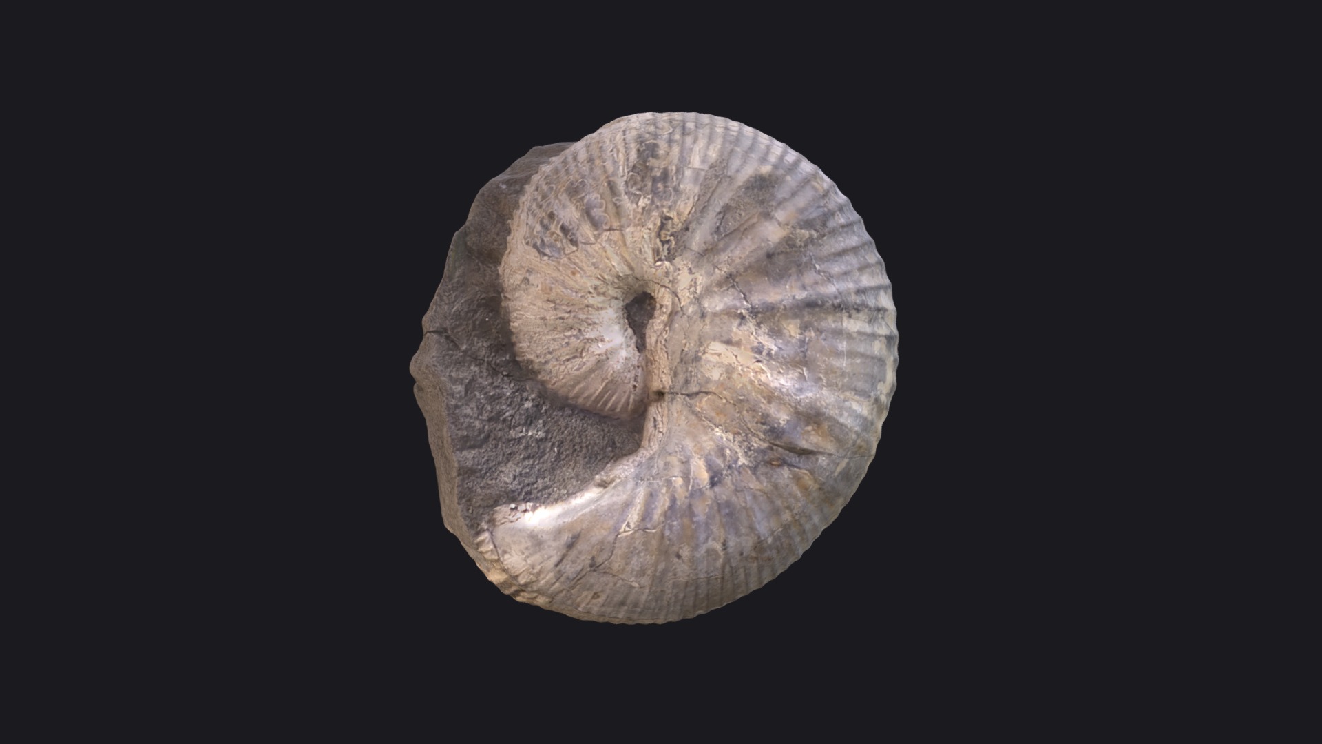 3D model Scaphites depressus - This is a 3D model of the Scaphites depressus. The 3D model is about a close-up of a rock.