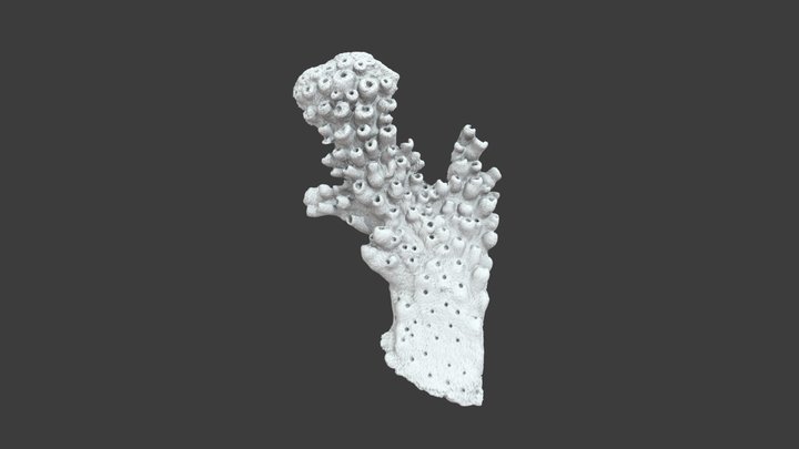 Acropora digitifera: Detail View – Modello 3D gratuito STL