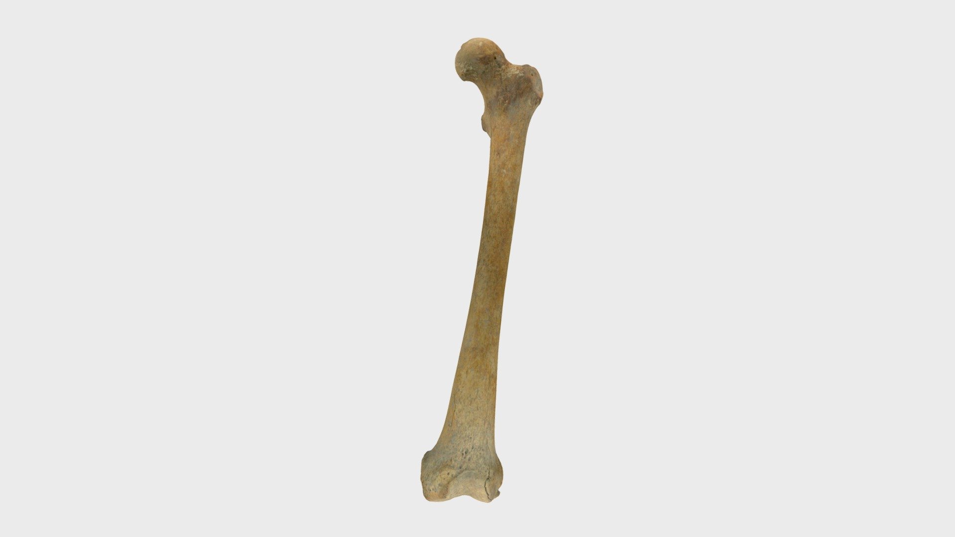 CA-497_ Femur_L - 3D model by r.j.gilmour [fef331c] - Sketchfab