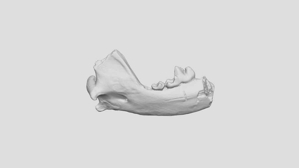 Butchered Dog Mandible (VCU_3D_1059)