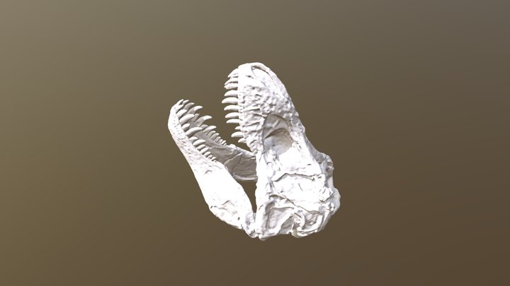 cranio_9_rex 3D Model
