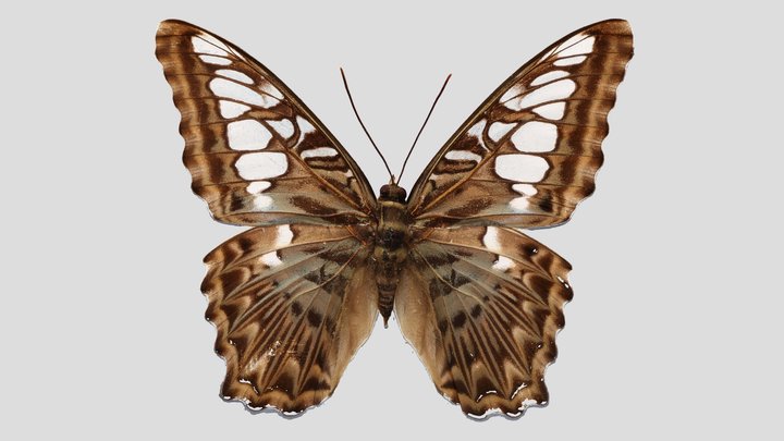 YPM ENT.420176 Butterfly, Parthenos sylvia