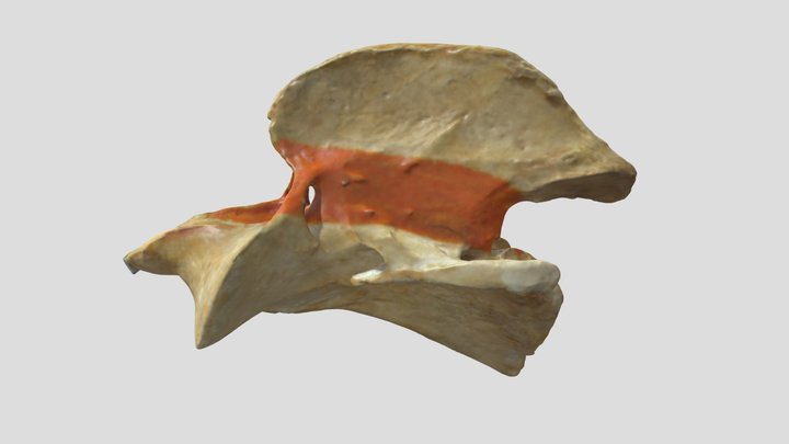 Axis (horse) - second cervical vertebra 3D Model