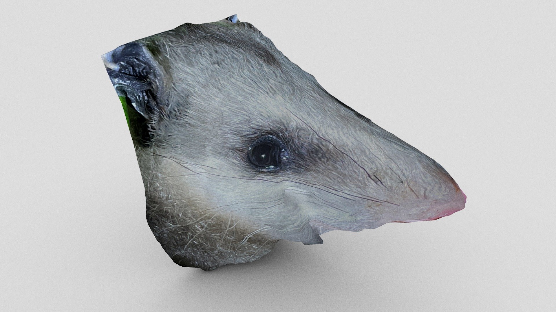 The opossum in my backyard...