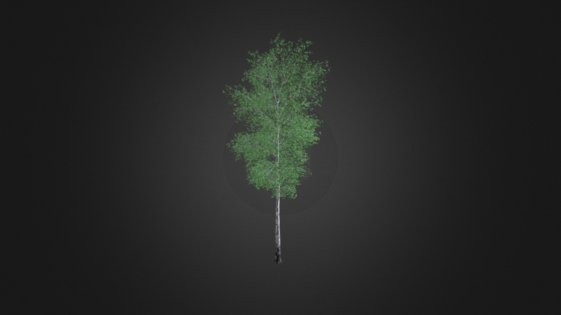 3D model Silver Birch (Betula pendula) 21.4m - This is a 3D model of the Silver Birch (Betula pendula) 21.4m. The 3D model is about a green tree with a green line.